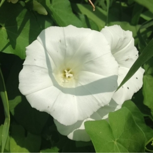 Photographie n°178439 du taxon Calystegia sepium (L.) R.Br. [1810]