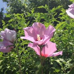 Photographie n°178443 du taxon Hibiscus syriacus L. [1753]