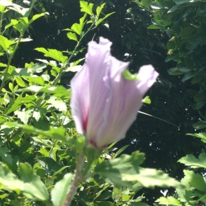 Photographie n°178444 du taxon Hibiscus syriacus L. [1753]