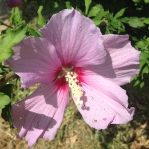 Photographie n°178445 du taxon Hibiscus syriacus L. [1753]