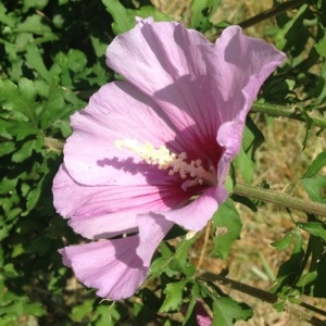 Photographie n°178448 du taxon Hibiscus syriacus L. [1753]