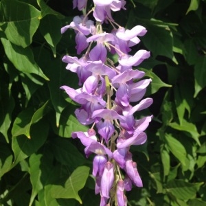  - Wisteria sinensis (Sims) Sweet [1826]