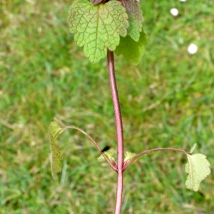 Photographie n°178489 du taxon Lamium purpureum L. [1753]