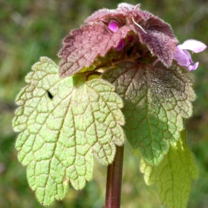 Photographie n°178493 du taxon Lamium purpureum L. [1753]