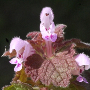 Photographie n°178495 du taxon Lamium purpureum L. [1753]