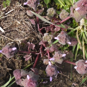 Photographie n°178500 du taxon Lamium purpureum L. [1753]