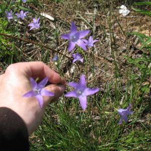 Photographie n°178516 du taxon Campanula patula L. [1753]