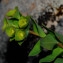  Marc Chouillou - Euphorbia duvalii subsp. duvalii