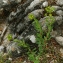  Marc Chouillou - Euphorbia duvalii subsp. duvalii