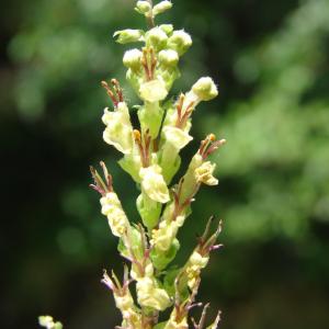 Photographie n°178571 du taxon Teucrium scorodonia L. [1753]