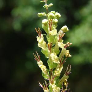 Photographie n°178572 du taxon Teucrium scorodonia L. [1753]