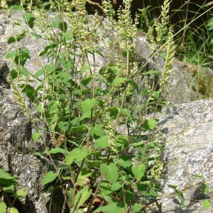 Photographie n°178573 du taxon Teucrium scorodonia L. [1753]