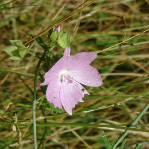 Photographie n°178580 du taxon Malva moschata L. [1753]