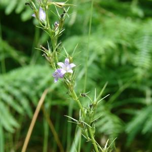 Photographie n°178584 du taxon Campanula rapunculus L. [1753]