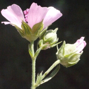 Photographie n°178592 du taxon Althaea cannabina L.