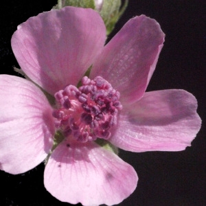 Photographie n°178595 du taxon Althaea cannabina L.