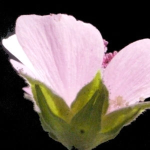 Photographie n°178596 du taxon Althaea cannabina L.