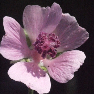 Photographie n°178598 du taxon Althaea cannabina L.