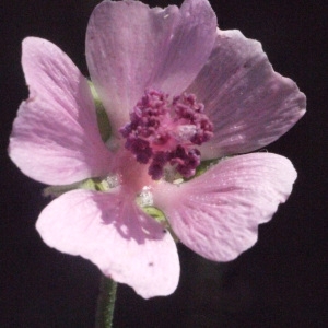 Photographie n°178599 du taxon Althaea cannabina L.