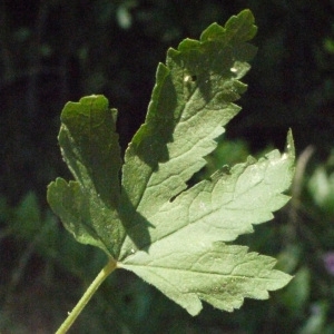 Photographie n°178605 du taxon Althaea cannabina L.