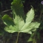  Liliane Roubaudi - Althaea cannabina L.