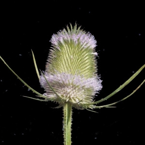 Photographie n°178627 du taxon Dipsacus fullonum L. [1753]