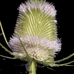 Photographie n°178628 du taxon Dipsacus fullonum L. [1753]