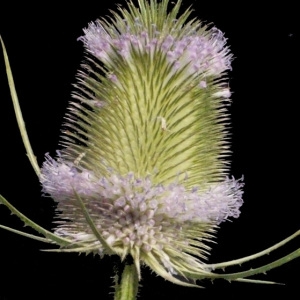 Photographie n°178629 du taxon Dipsacus fullonum L. [1753]