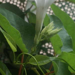 Photographie n°178648 du taxon Mandevilla suaveolens Lindl.