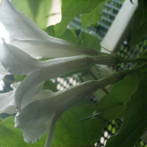 Photographie n°178649 du taxon Mandevilla suaveolens Lindl.