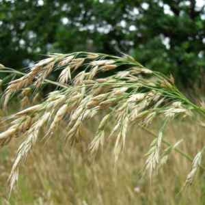  - Bromus secalinus L. [1753]