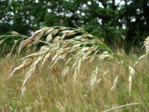 Raphaël LOÏC, le 21 juillet 2013 (Melrand (Kergost))