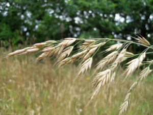Raphaël LOÏC, le 21 juillet 2013 (Melrand (Kergost))