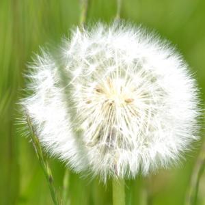 Photographie n°178738 du taxon Taraxacum F.H.Wigg. [1780]