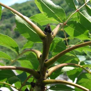 Photographie n°178746 du taxon Fraxinus excelsior L. [1753]