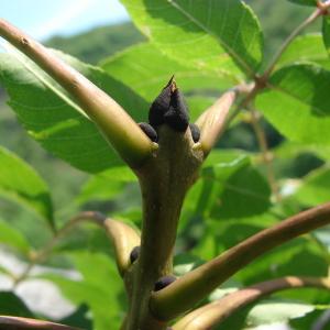 Photographie n°178747 du taxon Fraxinus excelsior L. [1753]