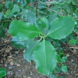 Photographie n°178750 du taxon Ilex aquifolium L. [1753]