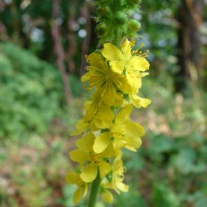 Agrimonia eupatoria subsp. officinalis Gams (Aigremoine eupatoire)