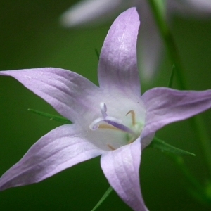 Campanula patula var. flaccida Wallr. (Campanule étalée)