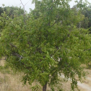 Photographie n°178834 du taxon Ziziphus zizyphus (L.) Meikle [1977]