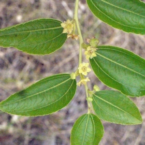 Photographie n°178841 du taxon Ziziphus zizyphus (L.) Meikle [1977]