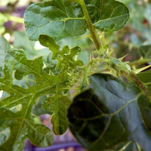 Photographie n°178854 du taxon Solanum linnaeanum Hepper & Jaeger [1986]