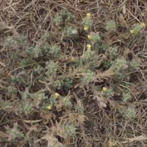 Photographie n°178882 du taxon Ajuga iva subsp. pseudoiva (Robill. & Castagne ex DC.) Briq. [1891]