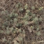  Liliane Roubaudi - Ajuga iva subsp. pseudoiva (Robill. & Castagne ex DC.) Briq. [1891]