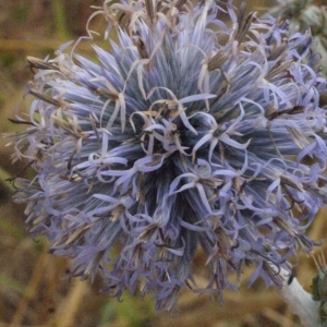 Photographie n°178888 du taxon Echinops ritro L. [1753]