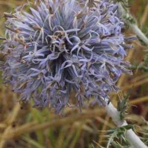 Photographie n°178889 du taxon Echinops ritro L. [1753]