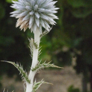 Photographie n°178891 du taxon Echinops ritro L. [1753]