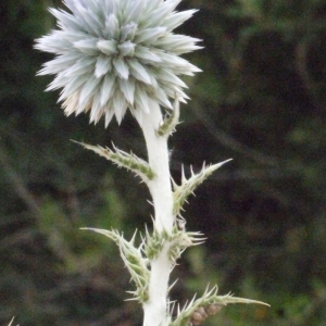 Photographie n°178892 du taxon Echinops ritro L. [1753]