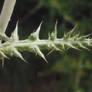 Photographie n°178895 du taxon Echinops ritro L. [1753]