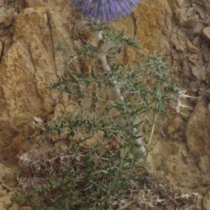 Photographie n°178899 du taxon Echinops ritro L. [1753]